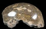 Polished Fossil Coral Head - Morocco #35355-2